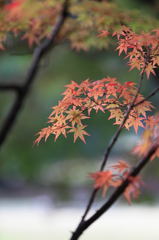 万博公園　紅葉