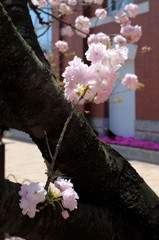 大阪造幣局　桜