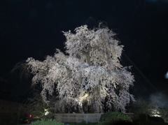 京都　丸山公園　桜