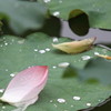 IMG_3527a