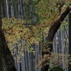 IMG_8889a