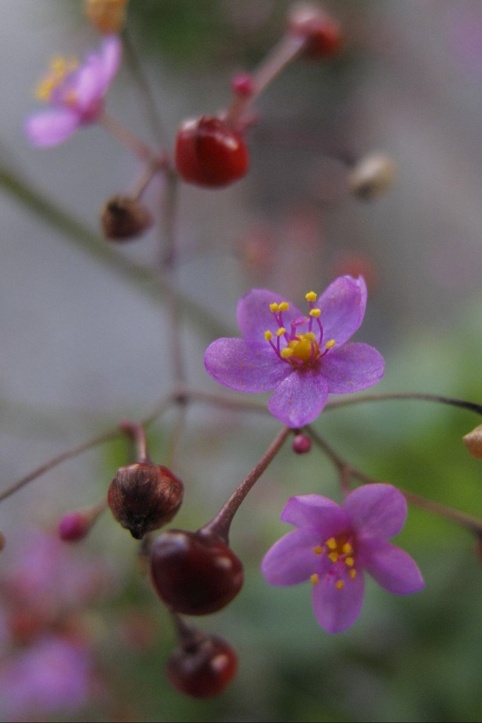 5mm位の花なんですが・・・２