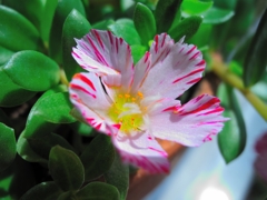 お隣のお花