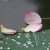 IMG_3517a