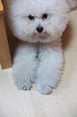 父さん…お散歩、待ってるんですけど…