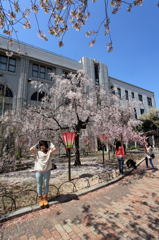 大阪造幣局　桜　撮影会？