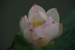P1010248