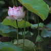 IMG_3497a