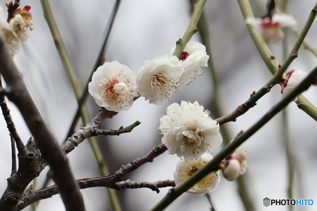 大阪城公園 華農玉蝶