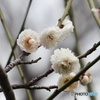 大阪城公園 華農玉蝶