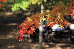 万博公園　紅葉