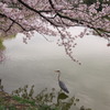桜　万代池