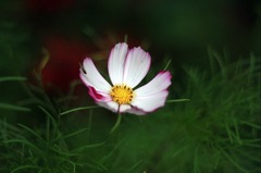 IMG_1462