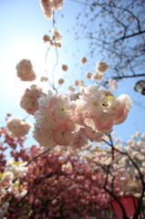 大阪造幣局　桜