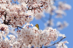 大阪城　桜　メジロ