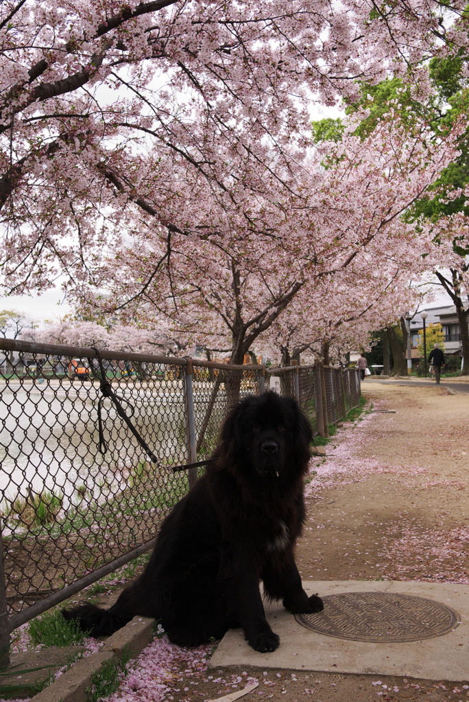 桜とニューファン