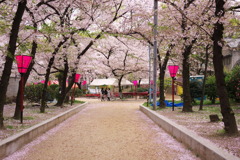 桜　高津神社