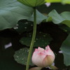 IMG_3502a