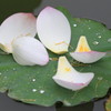 IMG_3535b