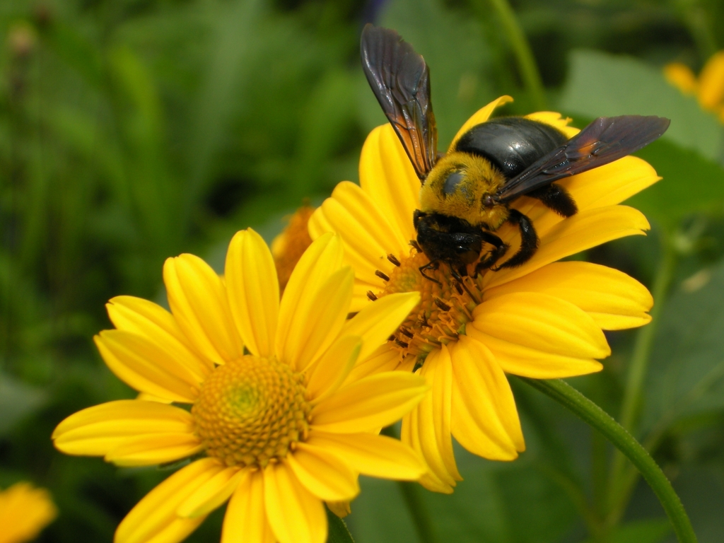 熊蜂大キンケイ菊2023