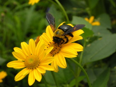 オオキンケイギクと熊蜂