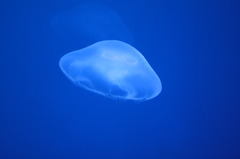 クラゲ２