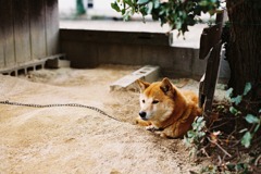ベック