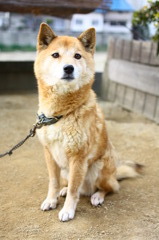 愛犬