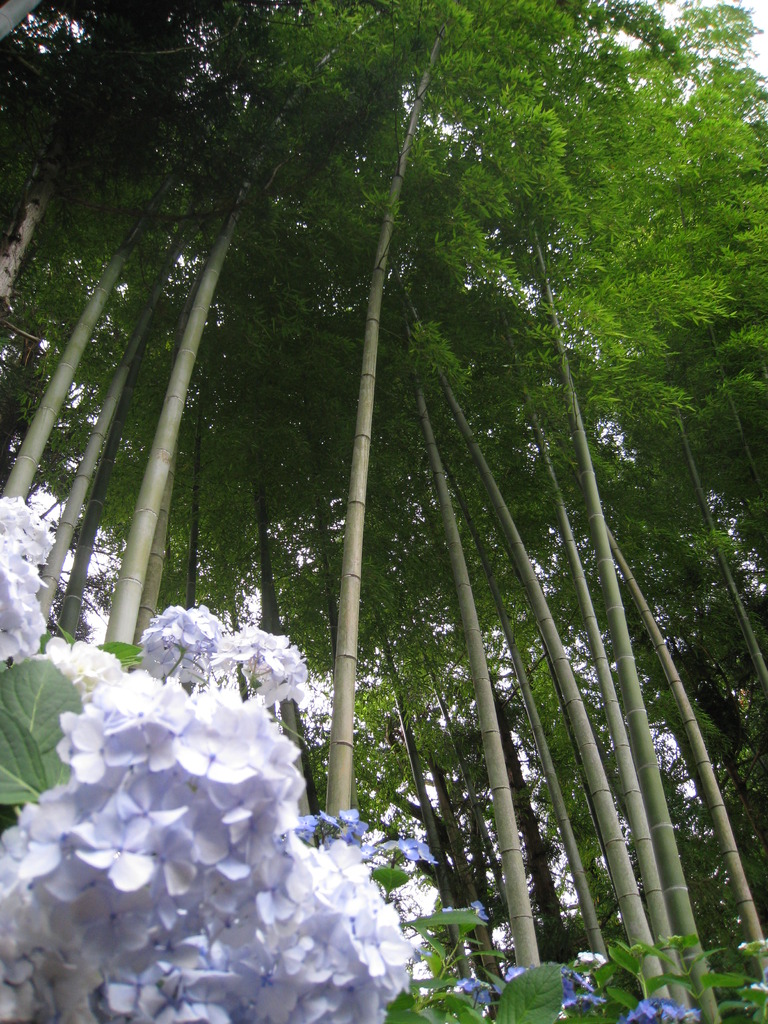 あじさい寺３