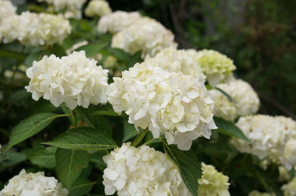 紫陽花　2