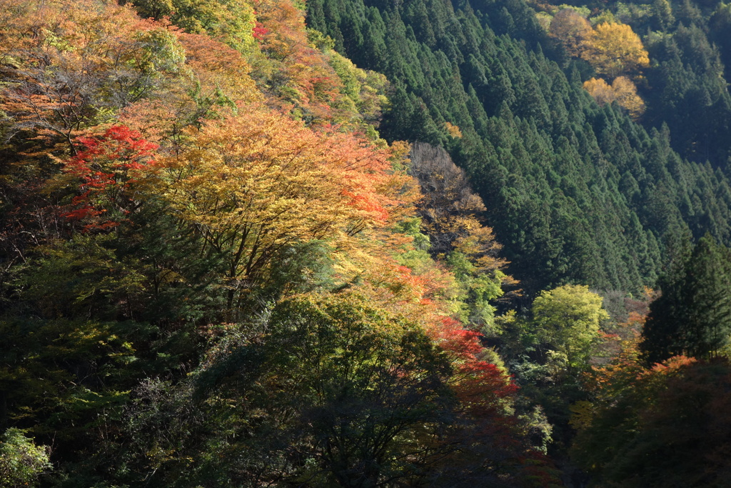 山に連なる紅葉