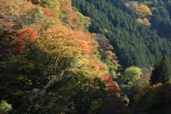 山に連なる紅葉