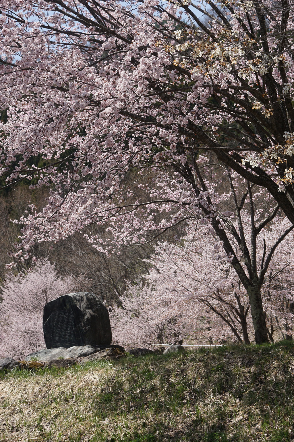 桜　さくら　サクラ