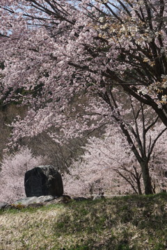 桜　さくら　サクラ