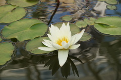 蓮