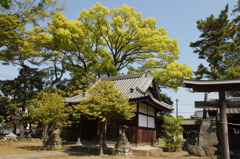 神社の新緑