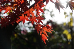紅葉　7