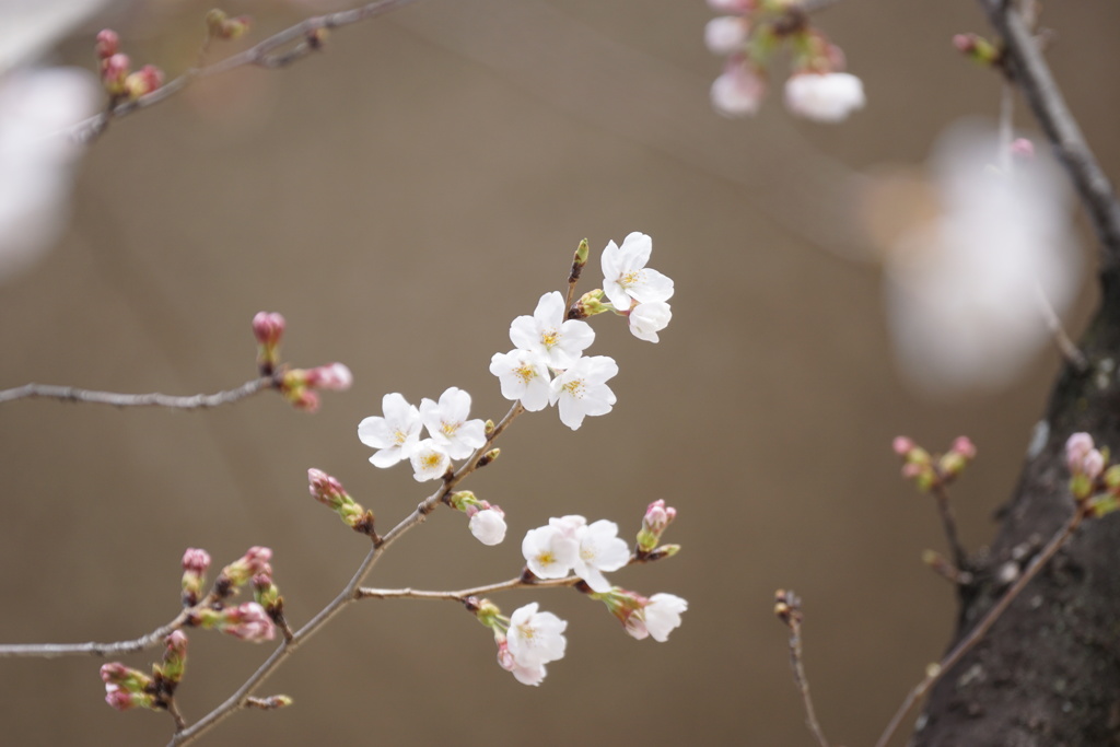 桜　開花　その2