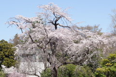 桜　今咲き誇る　4