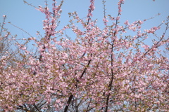 河津桜　いせさき市民のもり公園にて　③