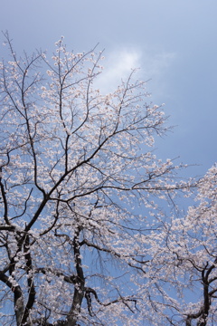 しだれ桜　2