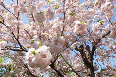 八重桜