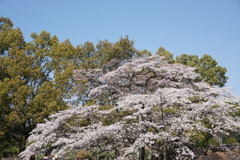 初桜　全景