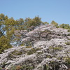 初桜　全景
