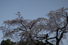 桜　今咲き誇る　夕景