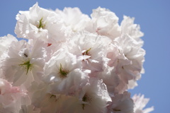 八重桜　2