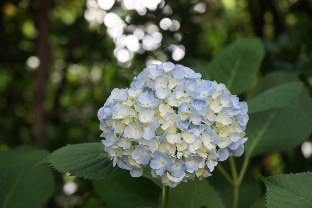 紫陽花　清涼　2