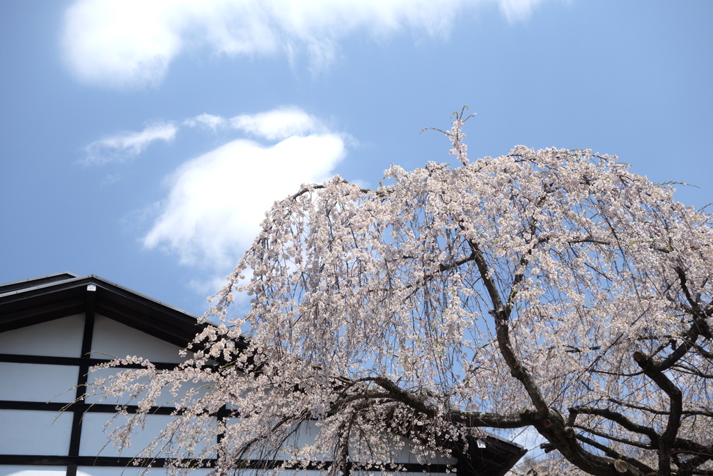 軽井沢の桜　1