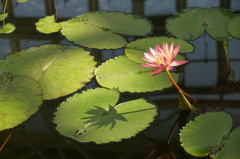 蓮の花