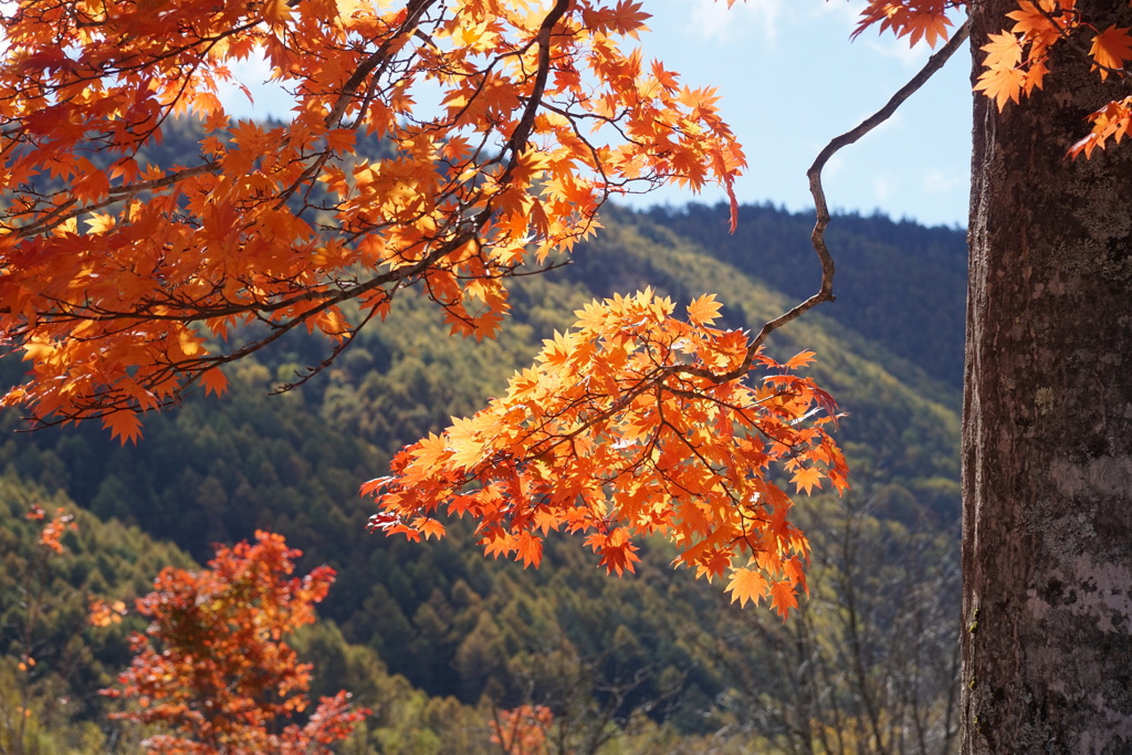 大楓　乗鞍高原にて　4